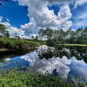 Beautifully Flooded Yard - Matt Gicle'e Print